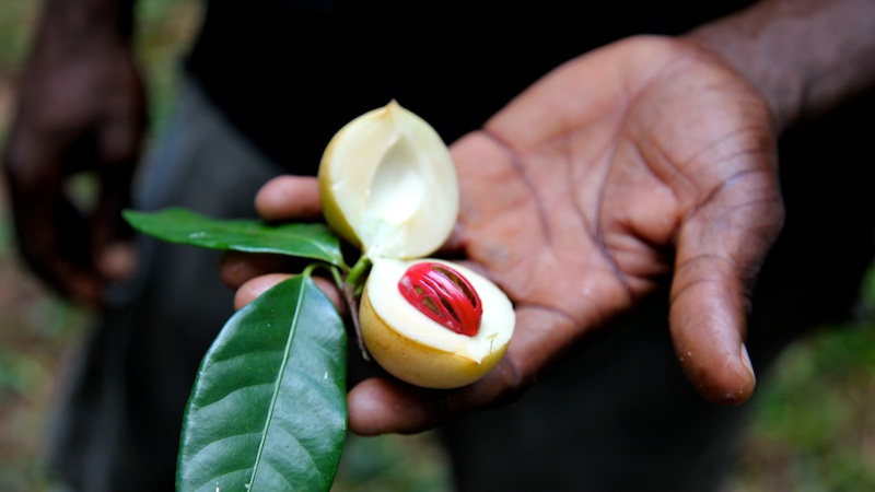 Tour des Epices à Zanzibar